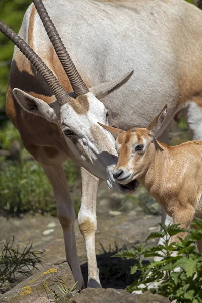 Γιαταγάνι Κερασφόρο Oryx Πυρκαγιά Κατά Διάρκεια Της Ημέρας — Φωτογραφία Αρχείου