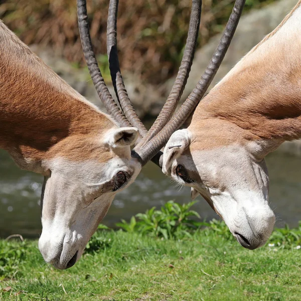 Scimitar Oryx Rogatego Wildfire Ciągu Dnia — Zdjęcie stockowe