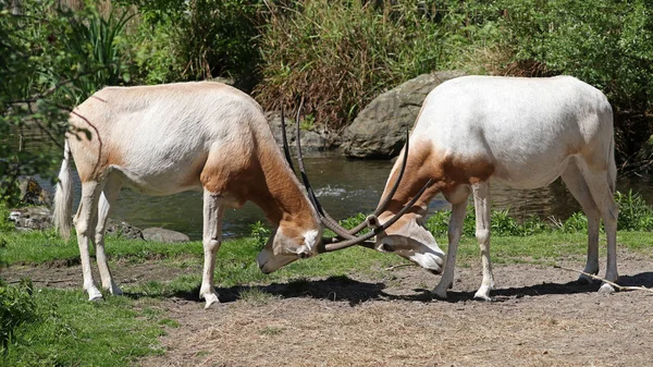 Scimitar Oryx Rogatego Wildfire Ciągu Dnia — Zdjęcie stockowe