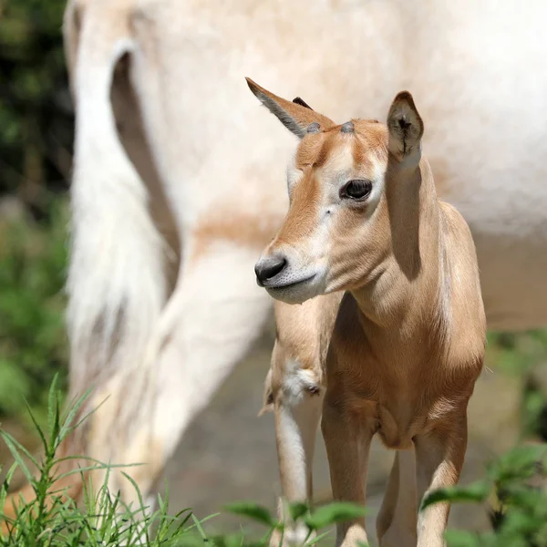 Scimitar Horned Oryx Wildfire Daytime — Stock Photo, Image