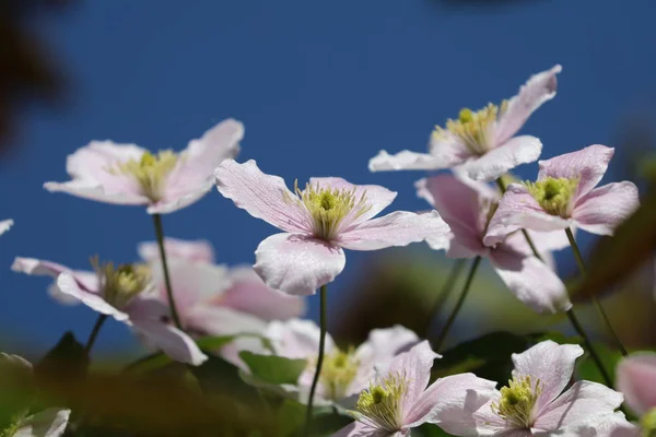 Closeup Pink Colored Clematis Blossoming Daytime — Stock Photo, Image