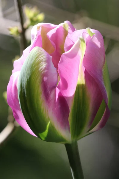 Zbliżenie Kwitnących Różowy Kwiat Słońcu — Zdjęcie stockowe