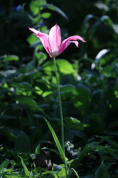 日光の下でピンク開花の花のクローズ アップ — ストック写真