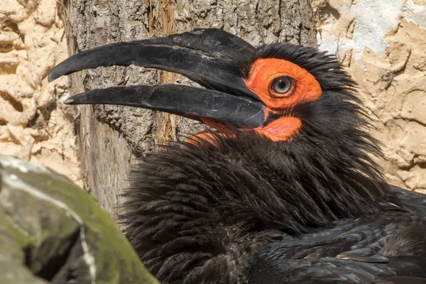 Close Weergave Van Zuidelijke Grond Neushoornvogel Tree Trunk Achtergrond — Stockfoto