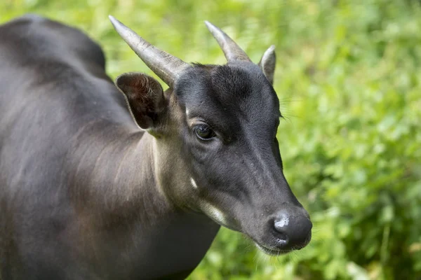 Anoa Closeup Namlu Üzerinde Yeşil Arka Plan Bulanık — Stok fotoğraf