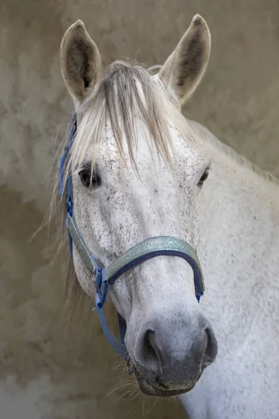 Krásný Bílý Kůň Zvířecí Portrét — Stock fotografie