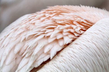 Pink Pelican detail wildlife concept clipart