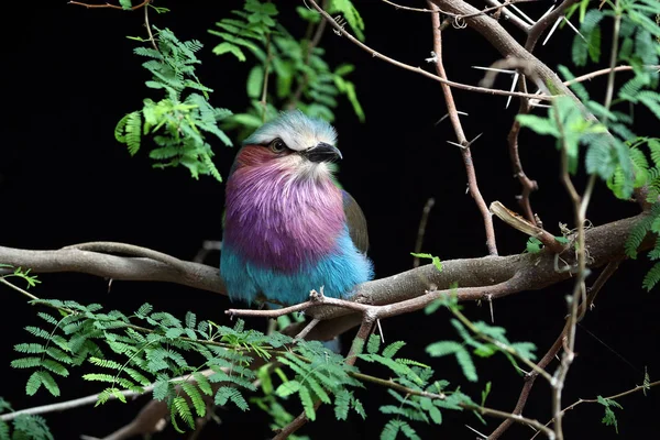 Lilac Breasted Roller Wildlife Concept — Stock Photo, Image