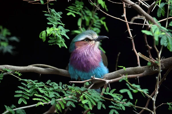 Lilac Breasted Roller Wildlife Concept — Stock Photo, Image