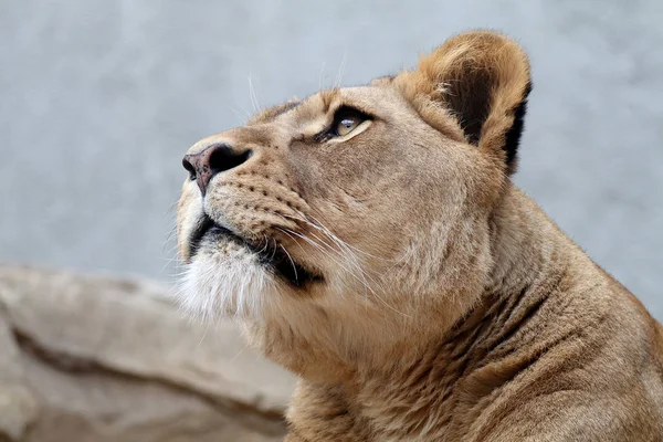 Lioness Close Portrait — Stock Photo, Image