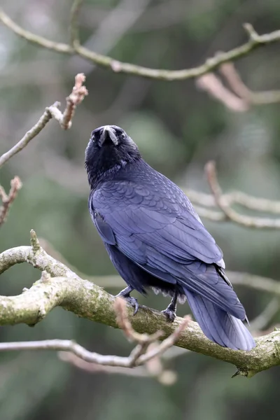 Close Carrion Crow Sitting Wide Branch — Stok Foto