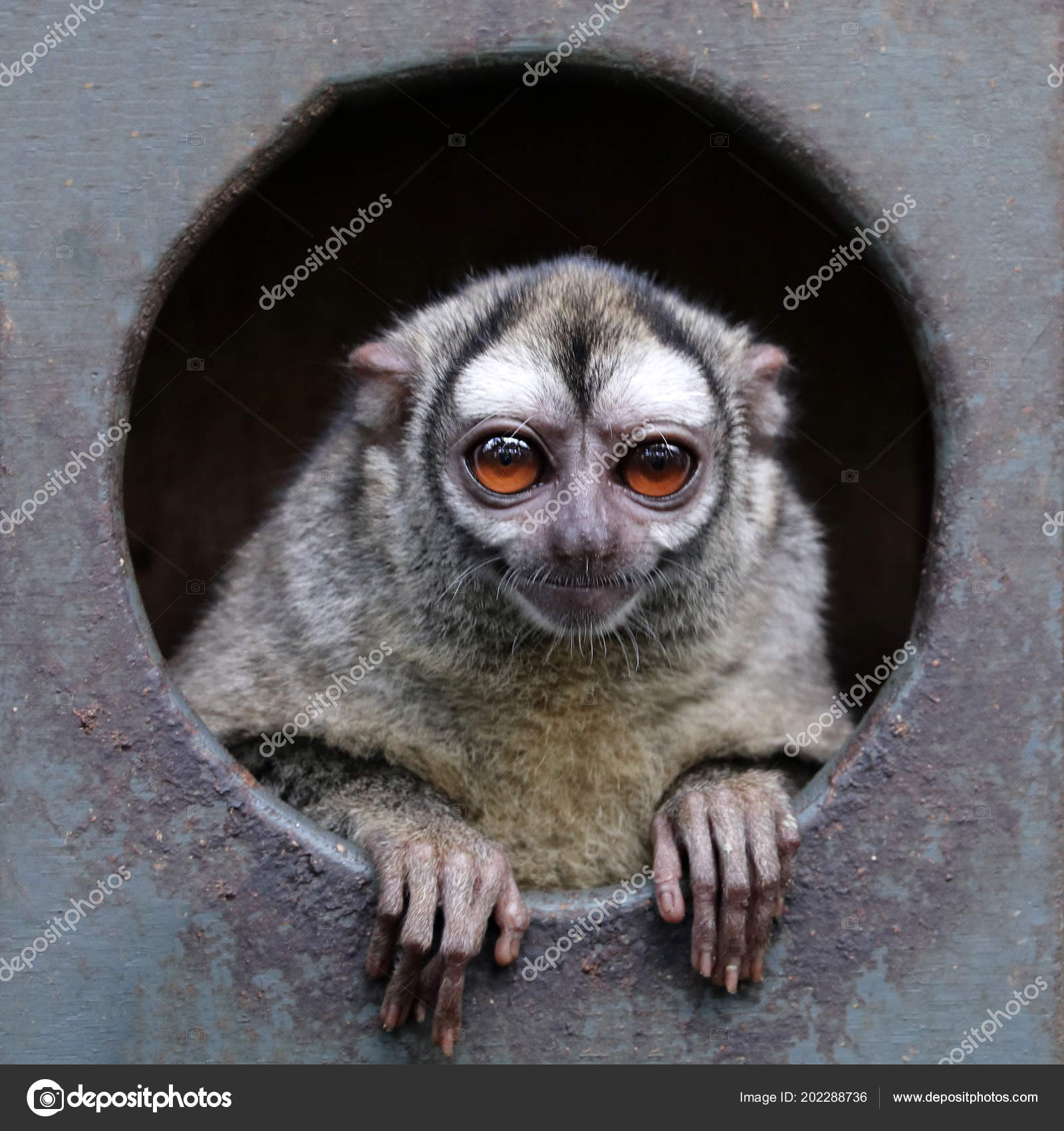 Mono Nocturno Tres Rayas Animal Salvaje — Foto de stock #202288736