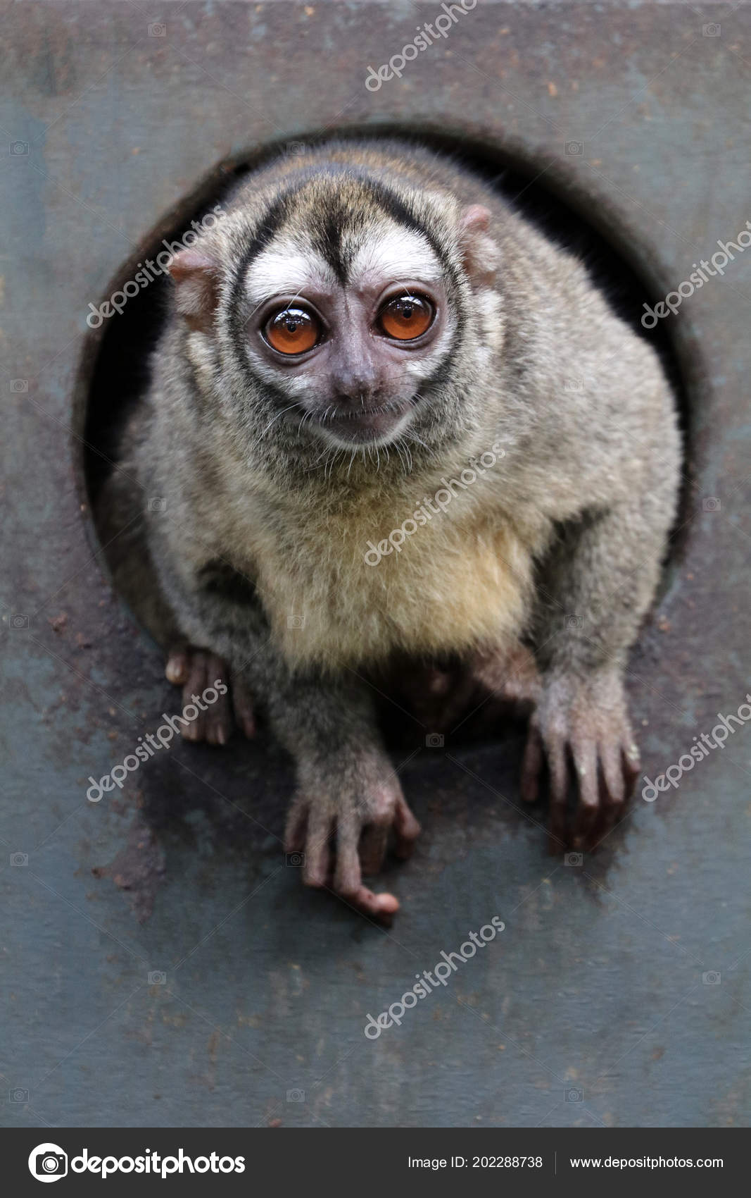 Mono Nocturno Tres Rayas Animal Salvaje — Foto de stock #202288738