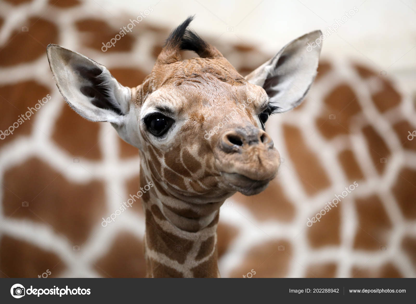 Baby Giraffe Mother Wild Nature Stock Photo by ©EBFoto 202288942