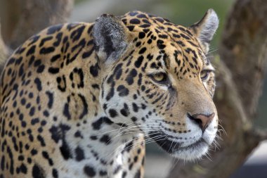 Vahşi yırtıcı hayvan Jaguar yakın çekim portre