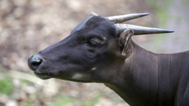 Anoa kapatın vahşi hayvan portresi
