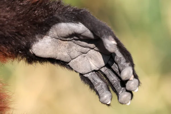 Lemur Czerwona Łapa Przycięte Widok — Zdjęcie stockowe