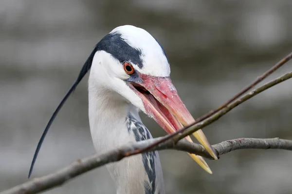 Wild Bird Grey Heron Close Natural Habitat — Stock Photo, Image