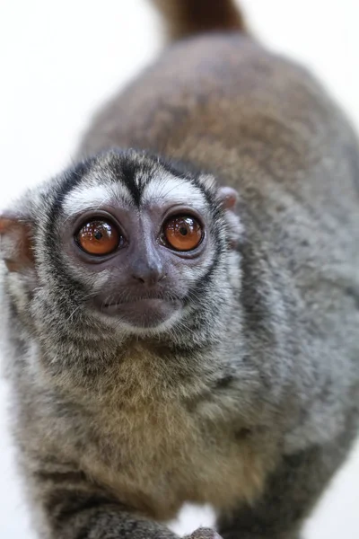 Drei Gestreifte Nachtaffen Wildtier — Stockfoto