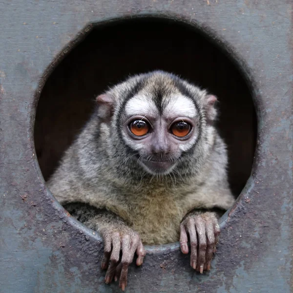ストライプの夜猿野生動物 — ストック写真