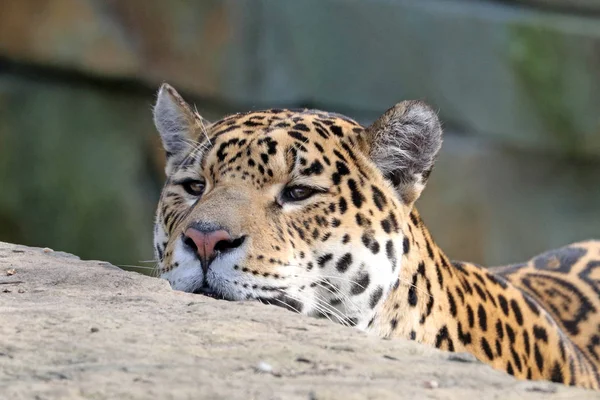野生捕食動物動物ジャガー クローズ アップ肖像画 — ストック写真