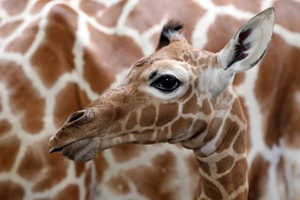 野生の自然の母と赤ちゃんキリン — ストック写真