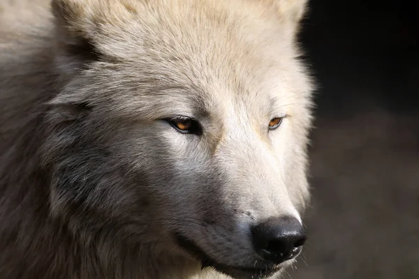 Hudson Bay Wolf Natureza Selvagem — Fotografia de Stock