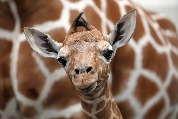 小长颈鹿与母亲在狂放的自然 — 图库照片