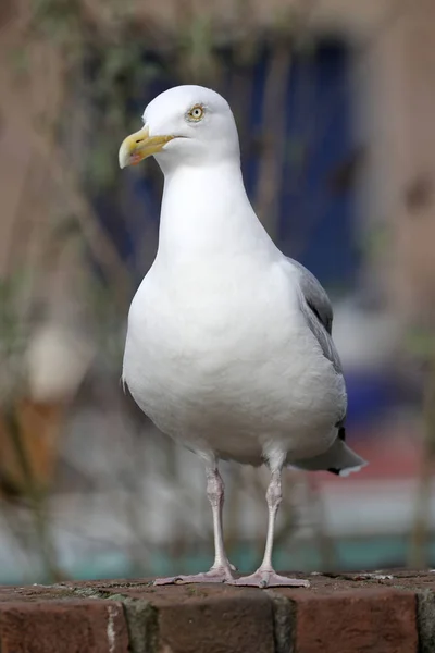 Wild Bird Seagull Close Portrait — Stock Photo, Image