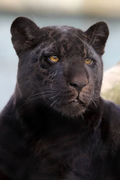 Jonge Zwarte Jaguar Predator Dier — Stockfoto
