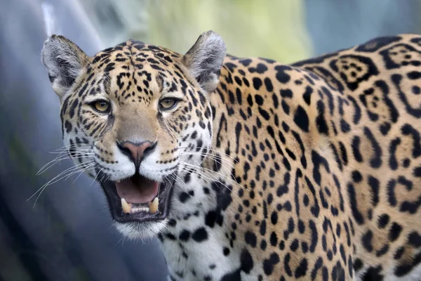 Predatore Selvatico Animale Jaguar Ritratto Ravvicinato — Foto Stock