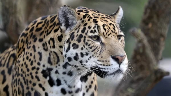 野生捕食動物動物ジャガー クローズ アップ肖像画 — ストック写真