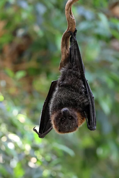 Wild Fruit Bat Hanging Tree — Stock Photo, Image