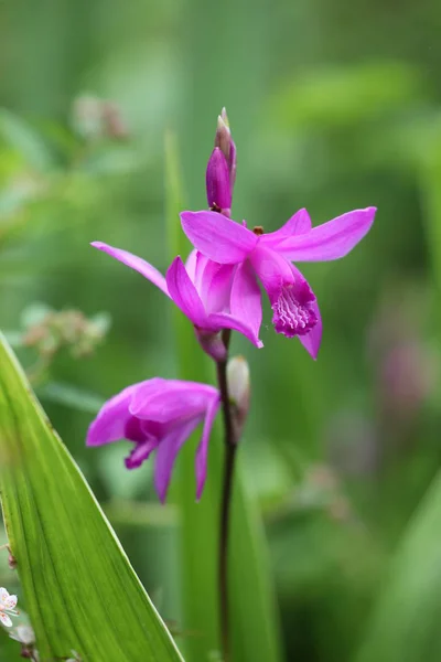 Orchidée Couleur Rose Sur Prairie Verte — Photo