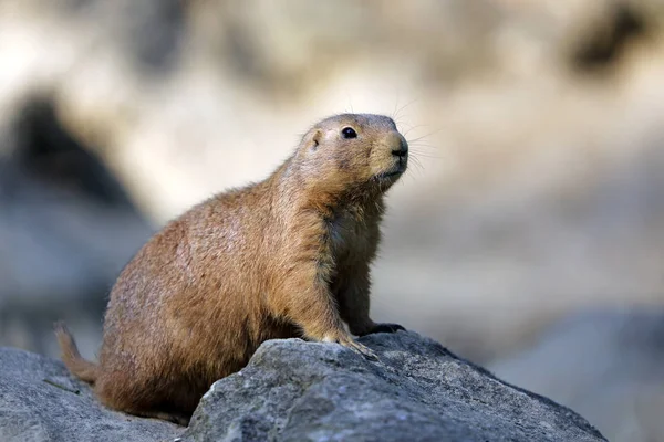 Cute Prairie Dog Natural Habitat — Stock Photo, Image