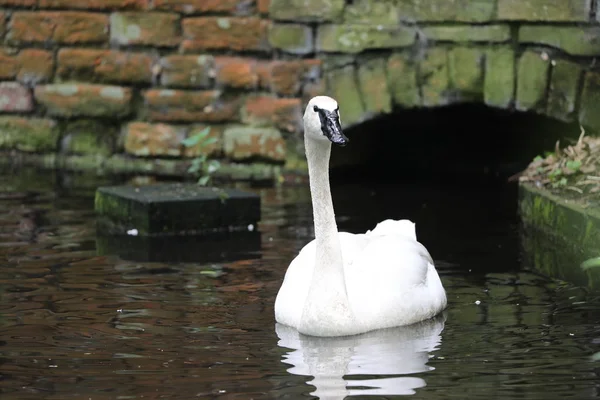 Trumpeter Swan Swimming Calm Water — Stock Photo, Image