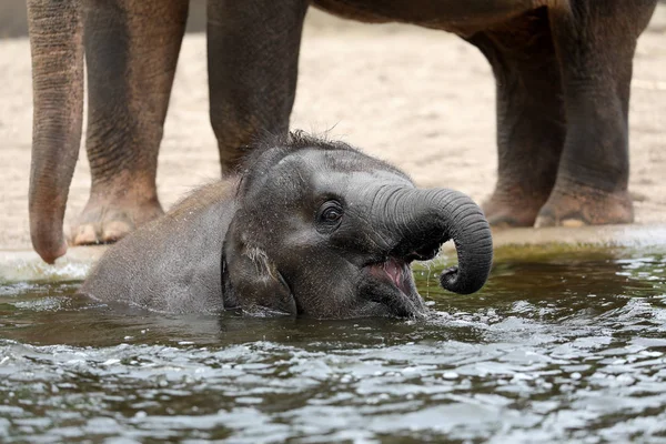 Young Indian Elephant Playing Water — Stock Photo, Image