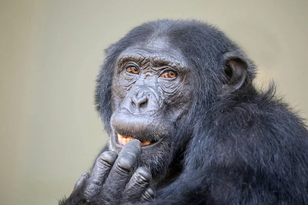 Adulte Singe Chimpanzé Portrait Animal — Photo