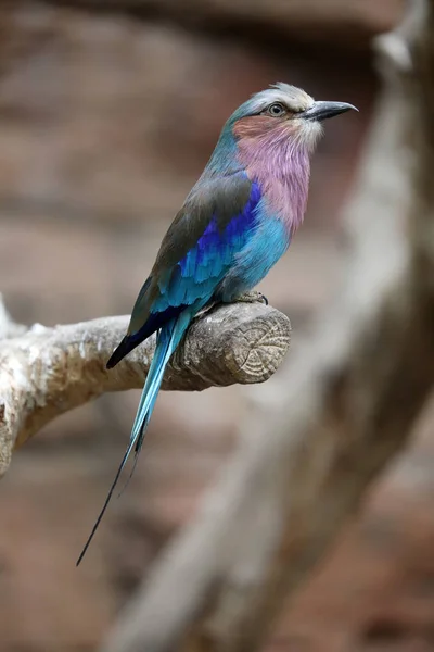 Lilac Breasted Roller Sittande Ett Träd — Stockfoto