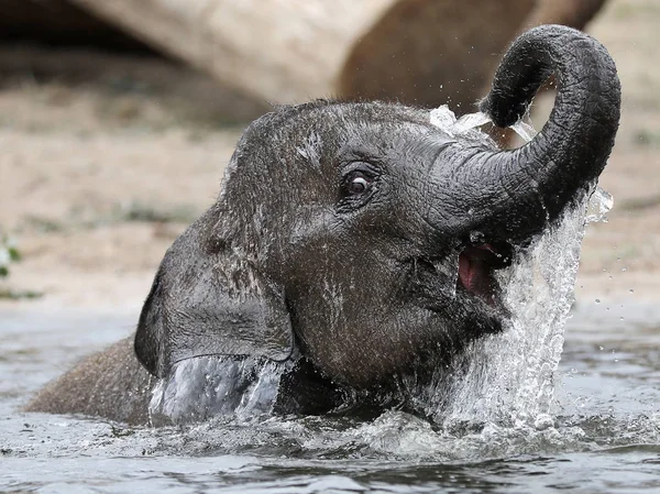 Young Indian Elephant Playing Water — Stock Photo, Image