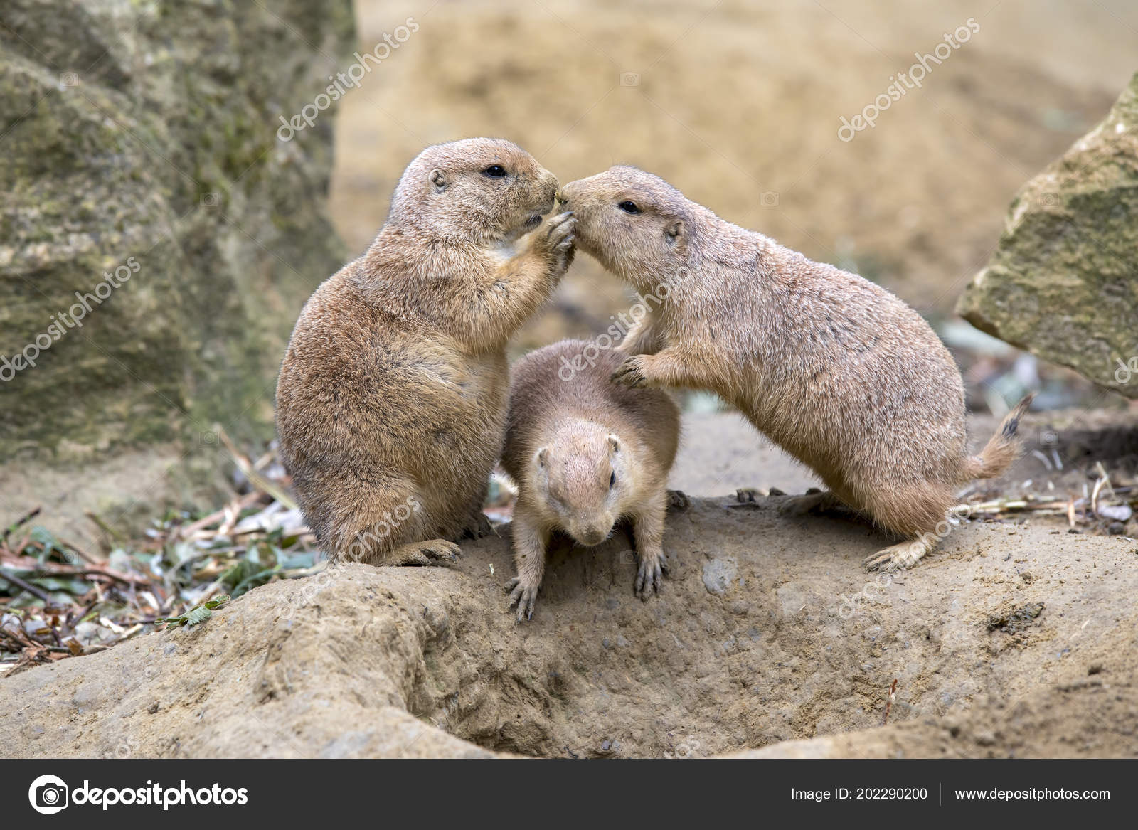 Cute Prairie Dogs Natural Habitat — Stock Photo © EBFoto 202290200