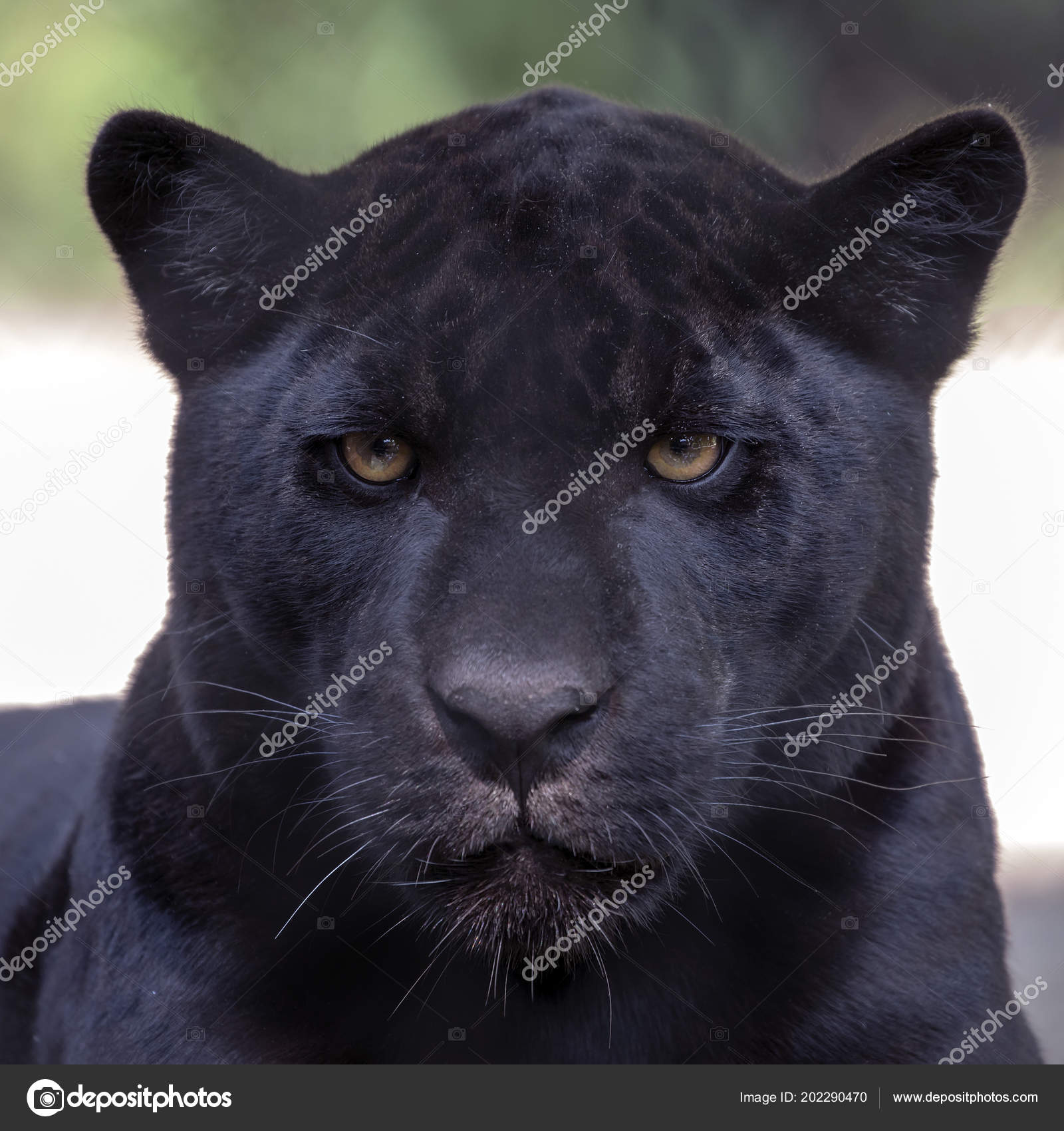 black jaguar habitat