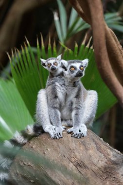 Ring Tailed Lemur with cute cub clipart