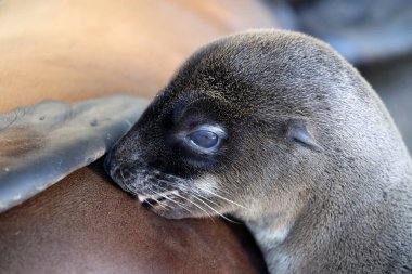 Sevimli süt içme deniz aslanı yavrusu