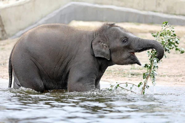 Young Indian Elephant Playing Water — Stock Photo, Image