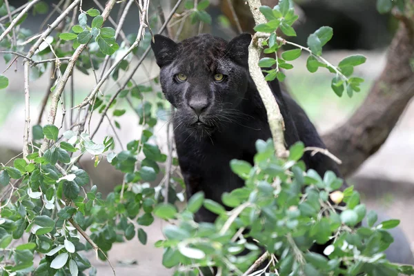 Young black jaguar predator animal
