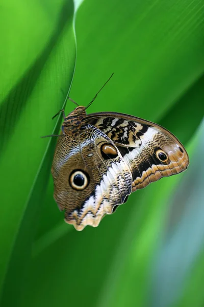 Owl Butterfly Close Sitting Green Leaf — Stock Photo, Image
