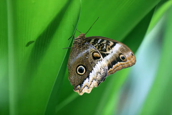 Búho Mariposa Primer Plano Sentado Hoja Verde —  Fotos de Stock