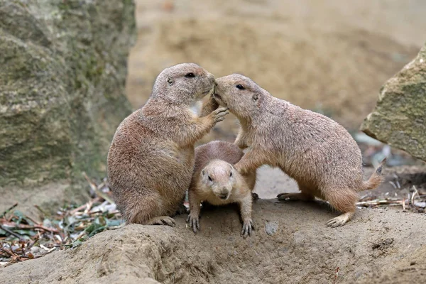 Chiens Prairie Mignons Dans Habitat Naturel — Photo