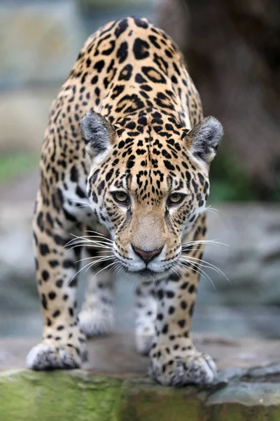 Predatore Selvatico Animale Jaguar Ritratto Ravvicinato — Foto Stock